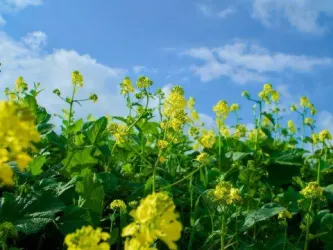 Eine blühende Wiese mit leuchtend gelben Blumen und grünem Laub. Der Himmel ist klar und strahlend blau.