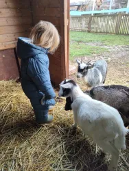 Ziegen mit Kind (© Streichelzoo Rülzheim)