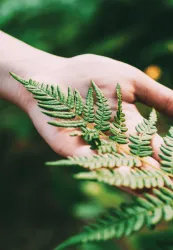 Eine Hand hält einen grünen Farnzweig. Die Blätter sind frisch und lebendig.