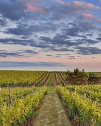 Weinberge