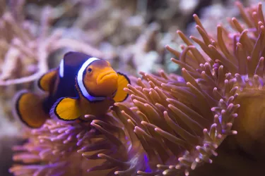 Clownfisch Sea Lifer (© SEA LIFE_Dirk Eisermann)