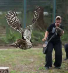 Ein großer Vogel fliegt gerade durch die Luft. Im Hintergrund steht eine Person, die den Vogel führt.