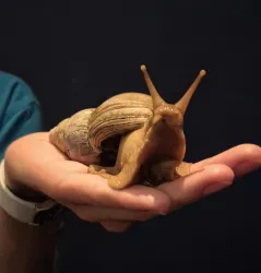 Eine große Schnecke wird auf einer Hand gehalten. Der Hintergrund ist dunkel, was die Schnecke hervorhebt.