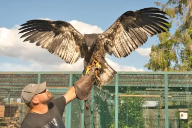 Ein Mann hält einen großen Vogel mit ausgebreiteten Flügeln. Im Hintergrund sind Gitter und Bäume sichtbar.