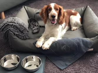 Hotel Am Wartturm - Hunde willkommen