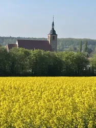 Ein gelbes Rapsfeld erstreckt sich vor einer Kirche mit einem hohen Turm. Im Hintergrund sind grüne Bäume und ein klarer Himmel zu sehen.
