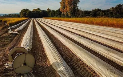 Martinshof Spargel Folientechnik (© Weingut Martinshof)