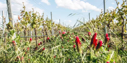 Weingut_am_Kaiserbaum5