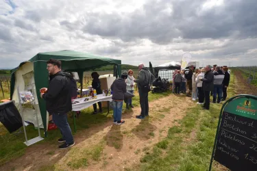 Eine Veranstaltung in den Weinbergen mit Menschen, die an einem Stand stehen. Im Hintergrund ist eine Gruppe von Besuchern zu sehen, die sich um die Stände versammeln.