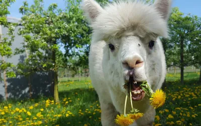 Ein weißes Alpaka frisst Löwenzahnblüten in einer grünen Wiese. Im Hintergrund sind Bäume zu sehen.