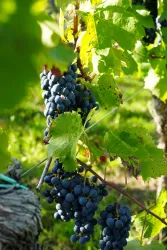 Ein Weinberg mit reifen blauen Trauben und frischen grünen Blättern. Die Sonne scheint auf die Trauben und das gesunde Laub.