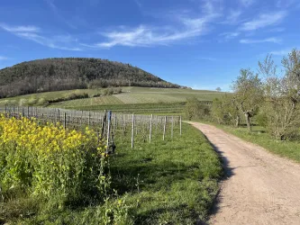 Eine malerische Landschaft mit Weinbergen und einem sanften Hügel. Der Weg führt durch grüne Wiesen und blühende Pflanzen.