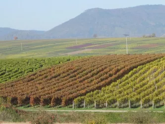Blick in die Weinberge (© Sommer)