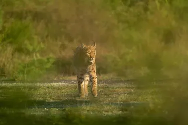 Ein Luchs läuft durch eine grüne Landschaft. Die Umgebung ist leicht verschwommen und der Luchs wirkt aufmerksam.