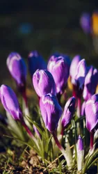 Eine Gruppe von lila Krokussen blüht im Gras. Die Blumen stehen in voller Pracht gegen einen natürlichen Hintergrund.
