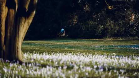 Eine Wiese mit blühenden Krokussen und einem Baum im Vordergrund. Im Hintergrund ist eine Person beim Mähen des Grases sichtbar.