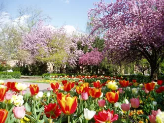 Schillerpark mit Tulpen