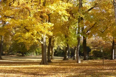 Herbst im Schillerpark