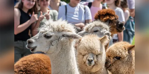 Eine Gruppe von Alpakas steht zusammen, während jüngere Menschen im Hintergrund lächeln und posieren. Die Tiere haben weiches, cremefarbenes und braunes Fell.
