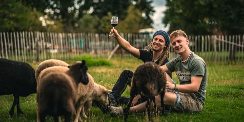 Zwei Männer sitzen auf der Wiese und genießen ein Glas Wein. Rund um sie grasen Schafe in einer ländlichen Umgebung.