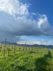 Eine malerische Weinlandschaft mit Weinreben und grünem Gras. Der Himmel ist teilweise bewölkt mit blauem Himmel im Hintergrund.