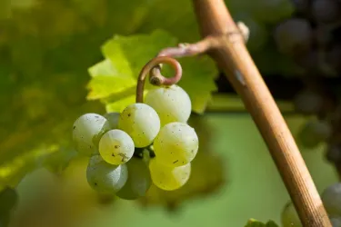 Eine Traube mit grünen Beeren wächst an einem Rebstock. Im Hintergrund sind grüne Blätter sichtbar.