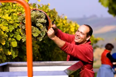 Ein fröhlicher Mann erntet Trauben in einem Weinberg. Im Hintergrund sind weitere Arbeiter und grüne Weinreben zu sehen.