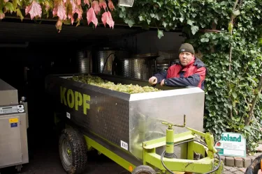 Ein Mann steht in einem Wagen, der mit Trauben beladen ist. Im Hintergrund sind Keltereiausrüstungen und grüne Pflanzen zu sehen.
