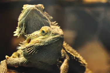 zwei Bartagamen im Zoo Landau (© Zoo Landau)