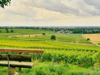Eine malerische Landschaft mit Weinbergen und einem Blick auf ein kleines Dorf. Der Himmel ist bewölkt, und eine Bank lädt zum Verweilen ein.
