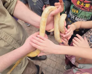 Eine gelbe Schlange wird von mehreren Händen gehalten. Kinder und Erwachsene zeigen Interesse und interagieren mit dem Tier.