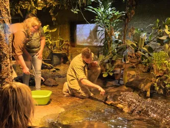 Eine Tierpflegerin und ein Tierpfleger füttern ein Krokodil in einem aquaristischen Umfeld. Im Hintergrund sind Pflanzen und ein Fernseher zu sehen.