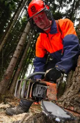 Ein Mann in Schutzkleidung benutzt eine Motorsäge, um einen Baum zu fällen. Im Hintergrund sind dicht bewachsene Bäume zu sehen.
