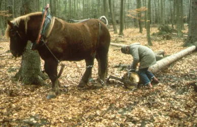 Ein Pferd steht im Wald und zieht eine gefällte Baumstamm. Ein Mensch arbeitet mit einer Motorsäge inmitten von herbstlichem Laub.