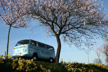 Ein blauer Volkswagen-Bus steht unter einem blühenden Baum. Im Vordergrund wachsen gelbe Narzissen vor einem klaren Himmel.