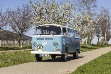 Ein blauer Volkswagen-Bus fährt auf einem Weg entlang blühender Mandelbäume.