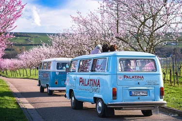 Zwei blau lackierte Volkswagen-Busse fahren auf einer Straße, die von blühenden Kirschbäumen gesäumt ist. Ein strahlend blauer Himmel rundet die fröhliche Frühlingsszene ab.