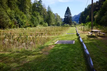 Eine ruhige Wiese mit hohem Gras und Schilfrohr, umgeben von Bäumen. Im Hintergrund sind Berge und ein blauer Himmel zu sehen.