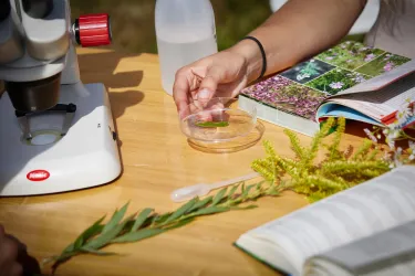 Eine Hand hält ein Petri-Schälchen mit einer Pflanze, während eine Mikroskop und ein Buch auf einem Tisch liegen. Das Bild vermittelt eine wissenschaftliche Untersuchung der Natur.