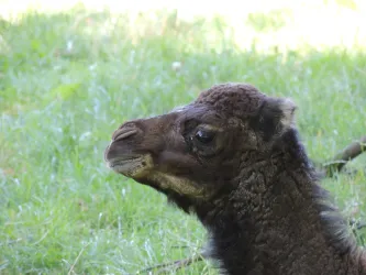 Ein junges Lama, das in einer grünen Wiese steht. Es hat ein neugieriges Gesicht und schaut zur Seite.