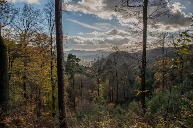 Pfälzer Wald mit wunderhübschen Wanderwegen