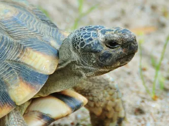 Breitrandschildkröte (© Zoo Landau in der Pfalz)