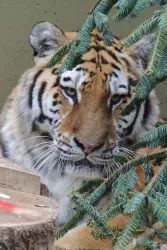 Tigerdame