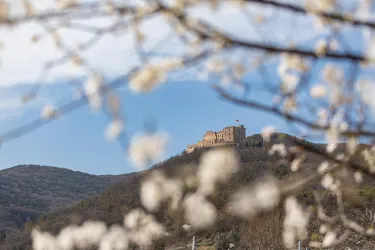 Mandelblüte unterhalb des Hambacher Schloss in Neu