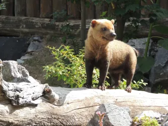 Ein kleiner Bär steht auf einem Stamm in einer natürlichen Umgebung. Um ihn herum wachsen Pflanzen und Steine.