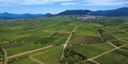 Weinberge Godramstein (© Xenia Schlimmer)