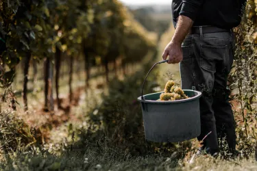 Weinlese Emil Bauer (© Weingut Emil Bauer)