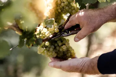 Weinlese (© Weingut Emil Bauer)