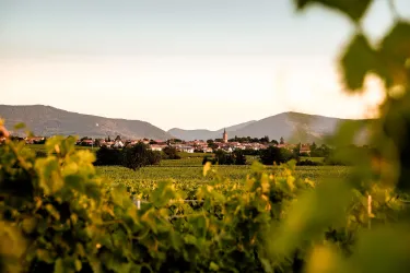 Weinberge Nussdorf (© Weingut Emil Bauer)