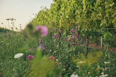 Weinberge (© Weingut Emil Bauer)